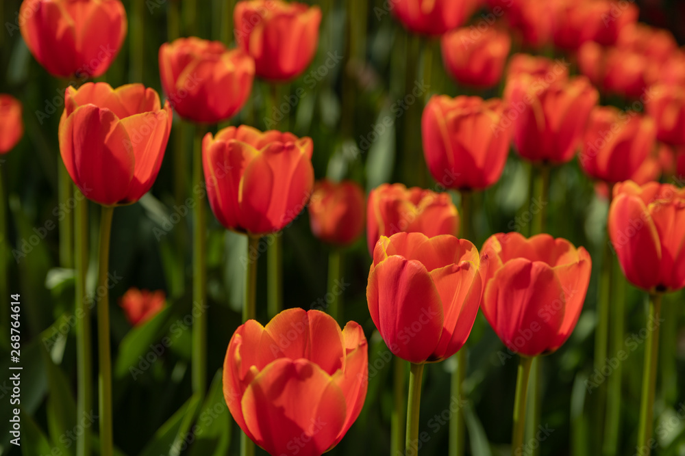 Many bright orange and red tulips in the Park on a Sunny day Many bright orange and red tulips in the Park on a Sunny day