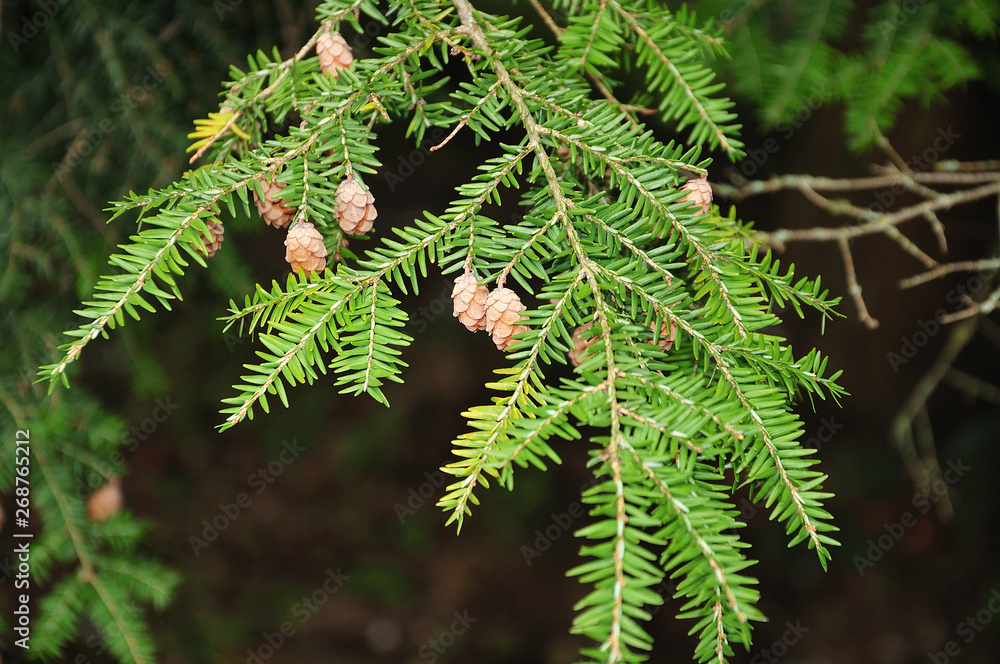 twig of a redwood tree with cones