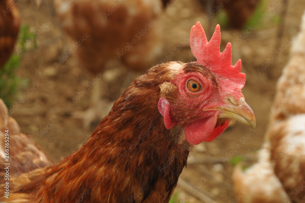 portrait of a chicken on a farmyard