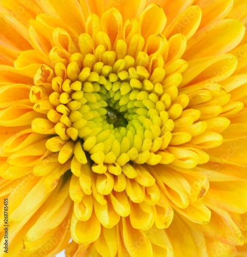 Soft-focus Beautiful Yellow flowers