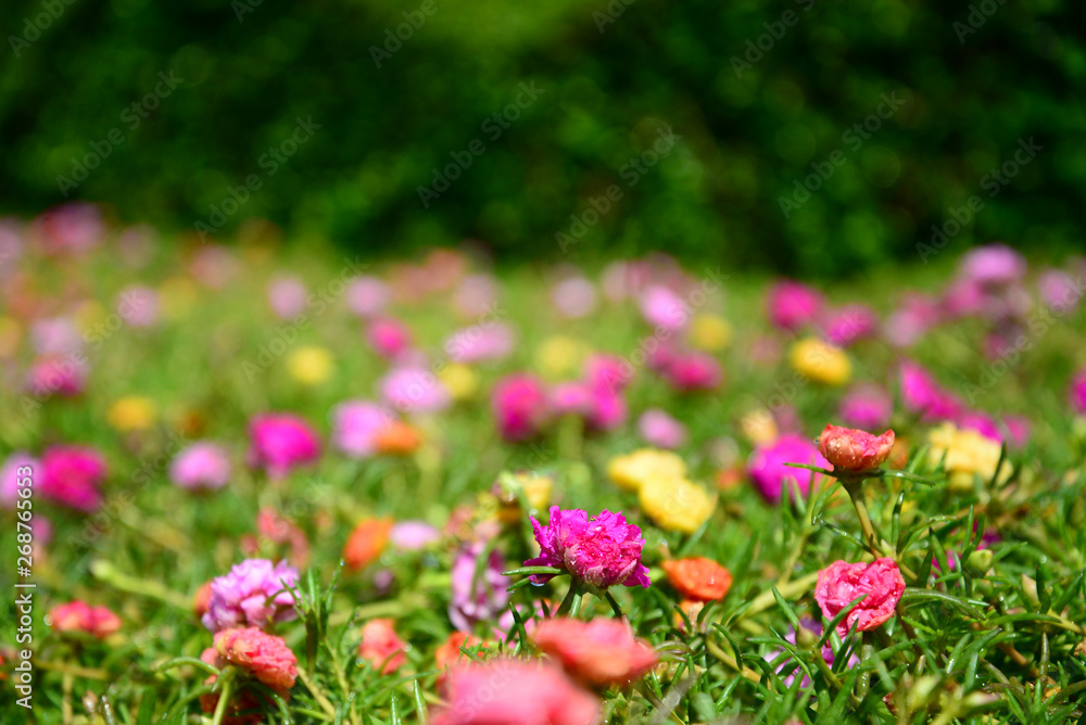 Common Purslane or Verdolaga or Pigweed or Little Hogweed or Pusley flower in the garden