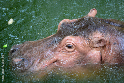 Hippopotamus closeup side and breast profile