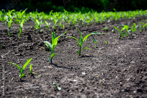 Close-up green corn sprouts planted in neat rows. Copy space  space for text. Agriculture. Ukraine