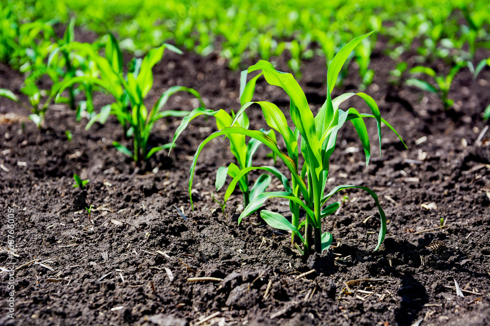 Close-up green corn sprouts planted in neat rows. Copy space, space for text. Agriculture. Ukraine Close-up green corn sprouts planted in neat rows. Copy space, space for text. Agriculture. Ukraine