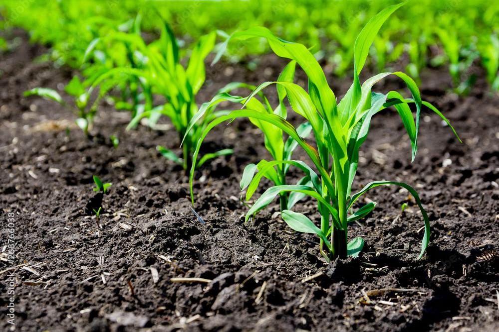 Close-up green corn sprouts planted in neat rows. Copy space, space for text. Agriculture. Ukraine Close-up green corn sprouts planted in neat rows. Copy space, space for text. Agriculture. Ukraine