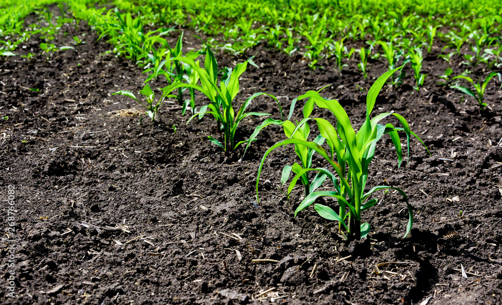 Close-up green corn sprouts planted in neat rows. Copy space, space for text. Agriculture. Ukraine Close-up green corn sprouts planted in neat rows. Copy space, space for text. Agriculture. Ukraine
