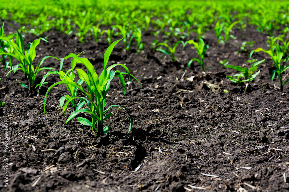 Close-up green corn sprouts planted in neat rows. Copy space, space for text. Agriculture. Ukraine Close-up green corn sprouts planted in neat rows. Copy space, space for text. Agriculture. Ukraine
