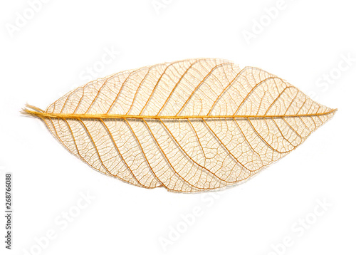 Yellow leaf skeleton background