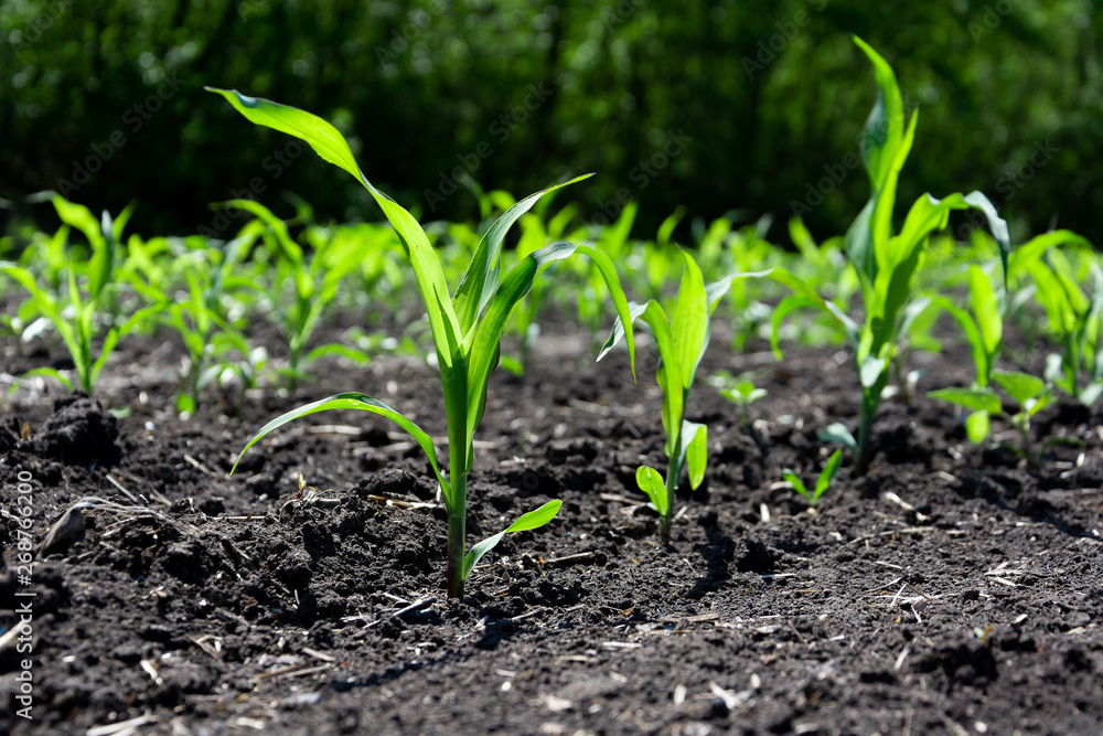 Close-up green corn sprouts planted in neat rows. Copy space, space for text. Agriculture. Ukraine Close-up green corn sprouts planted in neat rows. Copy space, space for text. Agriculture. Ukraine
