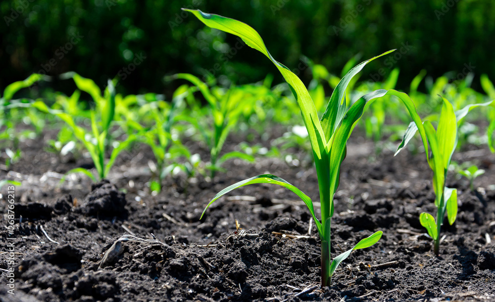 Close-up green corn sprouts planted in neat rows. Copy space, space for text. Agriculture. Ukraine Close-up green corn sprouts planted in neat rows. Copy space, space for text. Agriculture. Ukraine