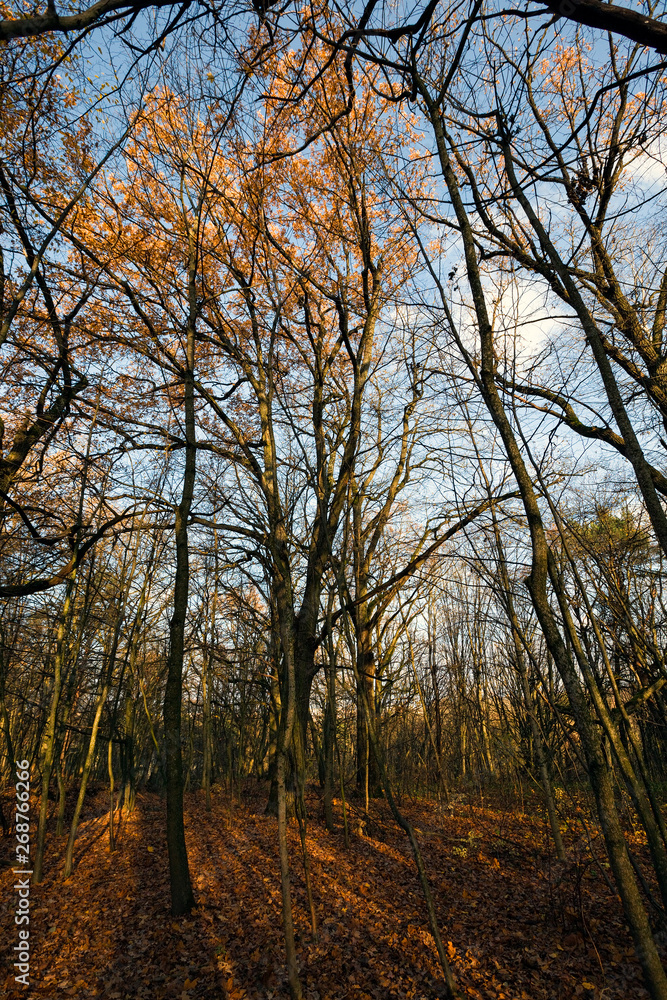 landscape in the autumn season landscape in the autumn season