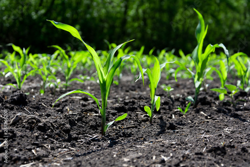 Close-up green corn sprouts planted in neat rows. Copy space, space for text. Agriculture. Ukraine
