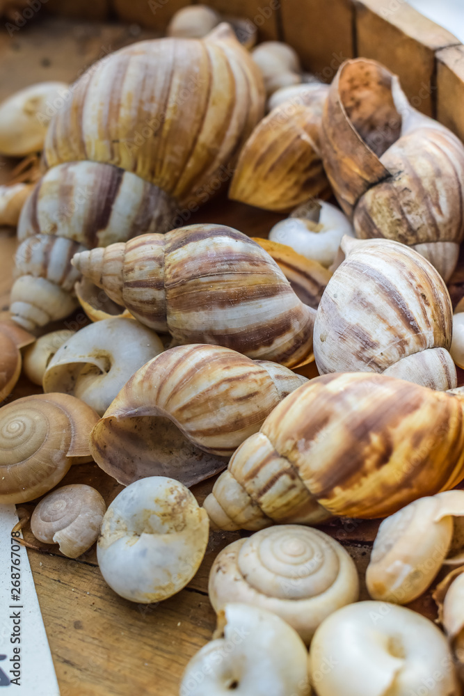 sea shells on a white background