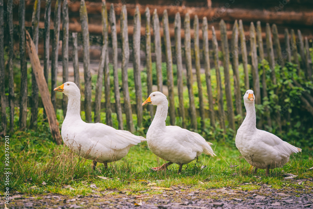 Obraz premium White domestic geese walking on green grass in the garden, natural outdoor animal background, rural scene