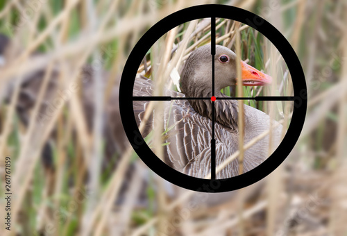 Hunting a greylag goose