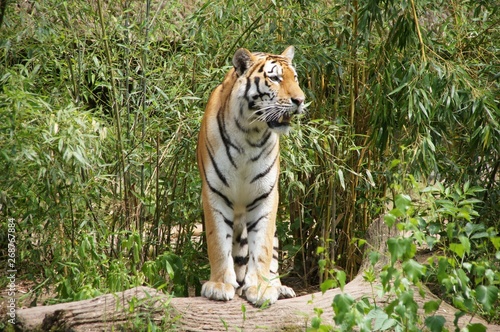 Fototapeta Naklejka Na Ścianę i Meble -  Tiger mit den Vorderbeinen auf einem Baumstamm stehend, nach rechts blickend