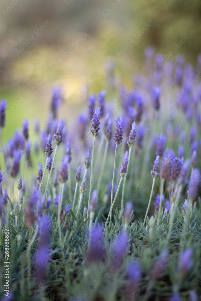 Obraz premium Lavendar