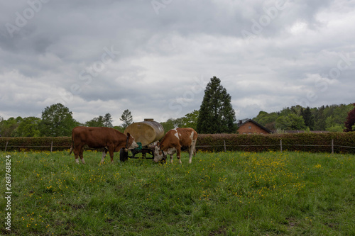 Kühe trinken Wasser