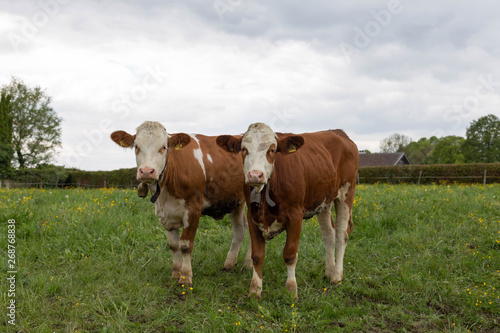 2 Kühe auf Weide schauen in die Kamera © ludwigstreet