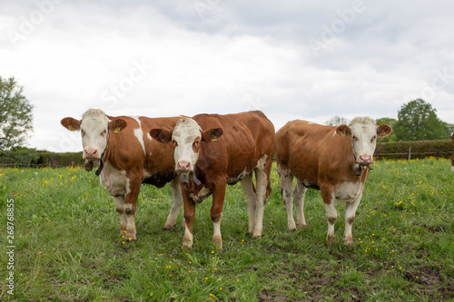 3 Kühe schauen in die Kamera
