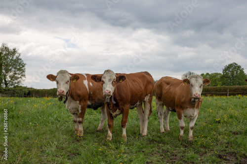 Drei Kühe schauen in die Kamera © ludwigstreet