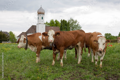 Kühe vor Kirche