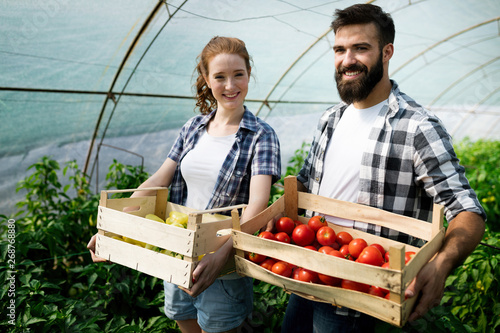 Woman and man in tomato plant at hothouse