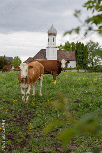 Kühe vor Kirche