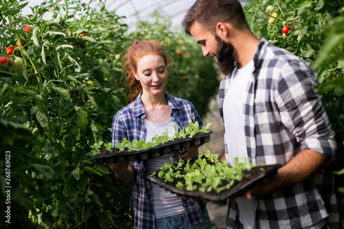 Wallpaper Mural Seedlings of tomato. Growing tomatoes in the greenhouse Torontodigital.ca