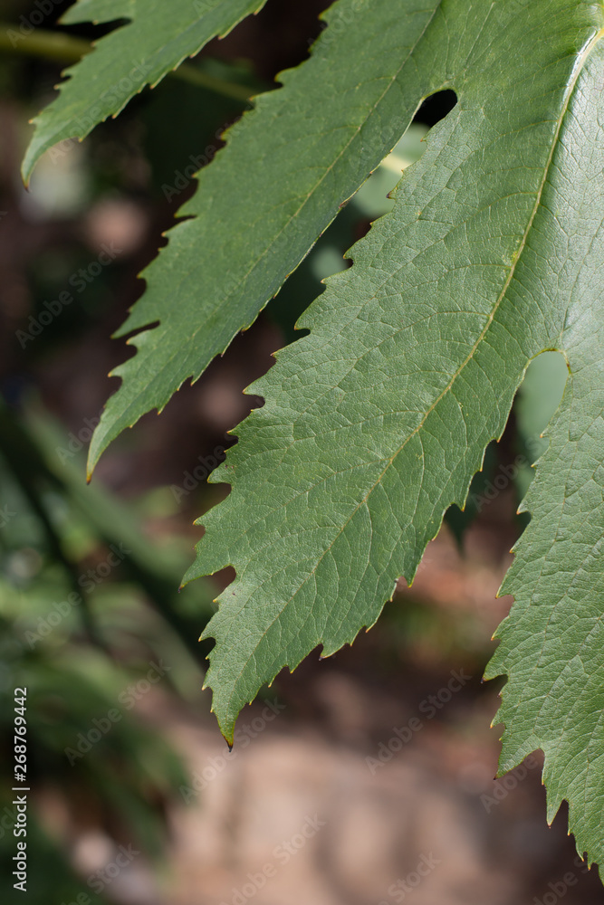 Leaf close up Leaf close up