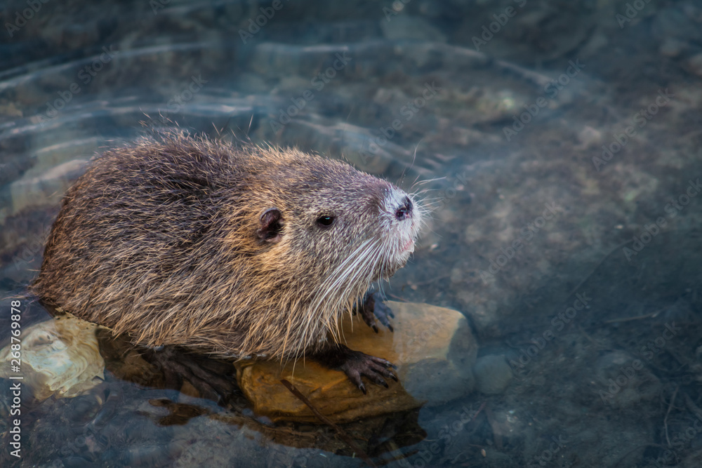 A Nutria in its natural habitat A Nutria in its natural habitat