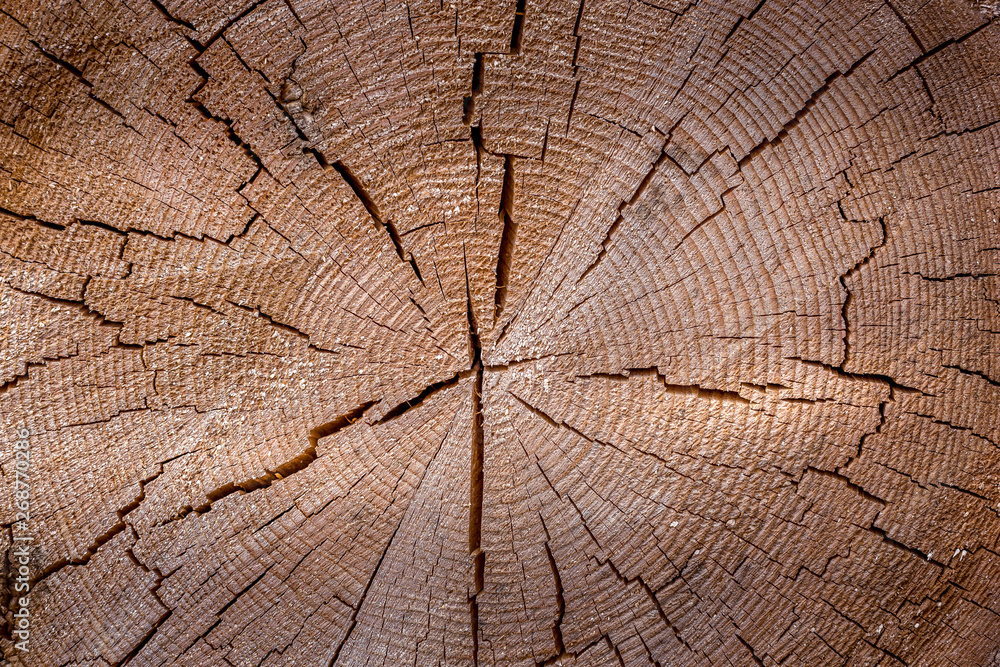Wood trunk pattern