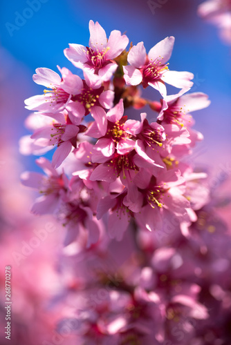 Oriental Cherry Blooming