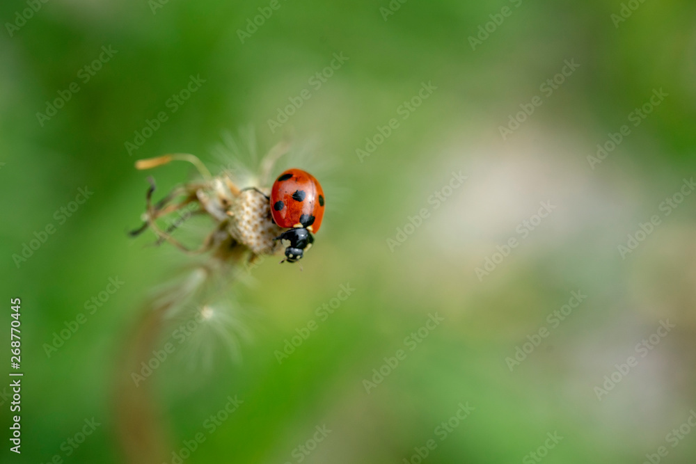 Obraz premium Ladybird perched on a dandelion after the rain in the park.