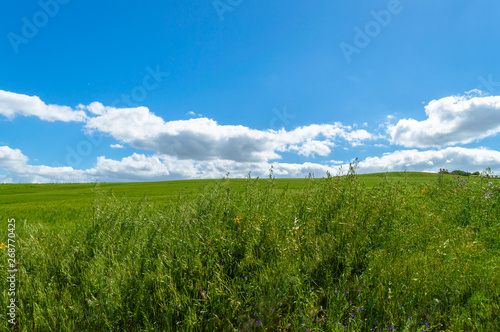 Green Hay Field, Caltanissetta, Sicily, Italy, Europe