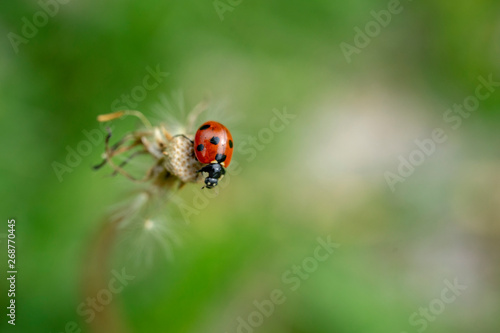 Ladybird perched on a dandelion after the rain in the park.