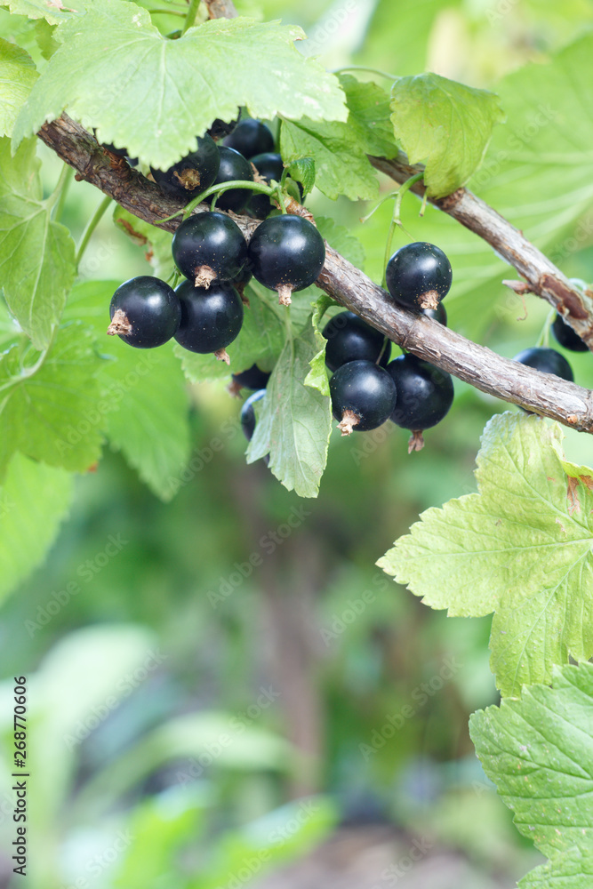 Black currants on bush growing in garden in summer day. Black currants on bush growing in garden in summer day.