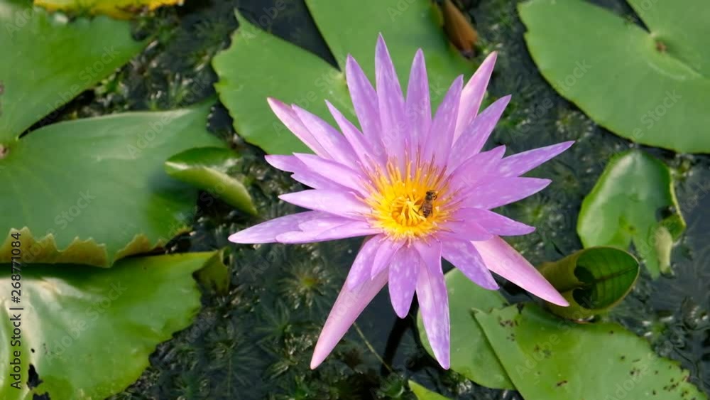 Bee sucking nectar from the lotus flower. Bee sucking nectar from the lotus flower.