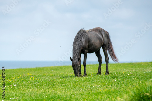 Wild horses near the sea