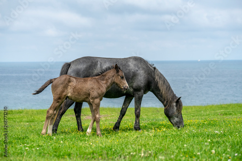 Wild horses near the sea side 