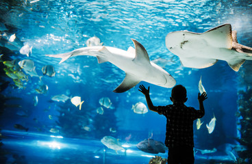 Cute boy watches fishes in aquarium