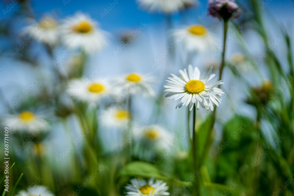 Beautiful daisies in the garden