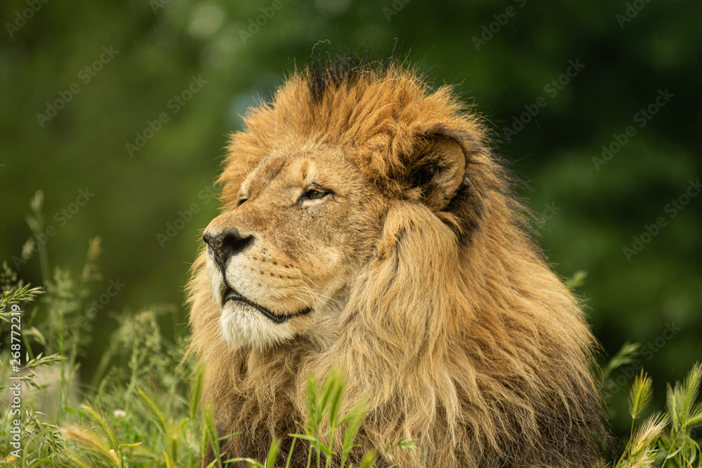 männlicher Löwe - Portrait