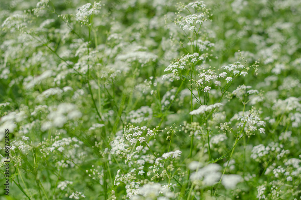 Nature background with white wildflowers and grass. Wild parsley. Umbelliferae. Sunny summer day. Flowering meadow. Soft focus Nature background with white wildflowers and grass. Wild parsley. Umbelliferae. Sunny summer day. Flowering meadow. Soft focus