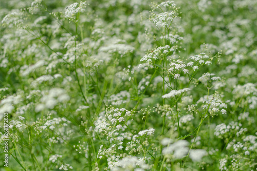 Nature background with white wildflowers and grass. Wild parsley. Umbelliferae. Sunny summer day. Flowering meadow. Soft focus