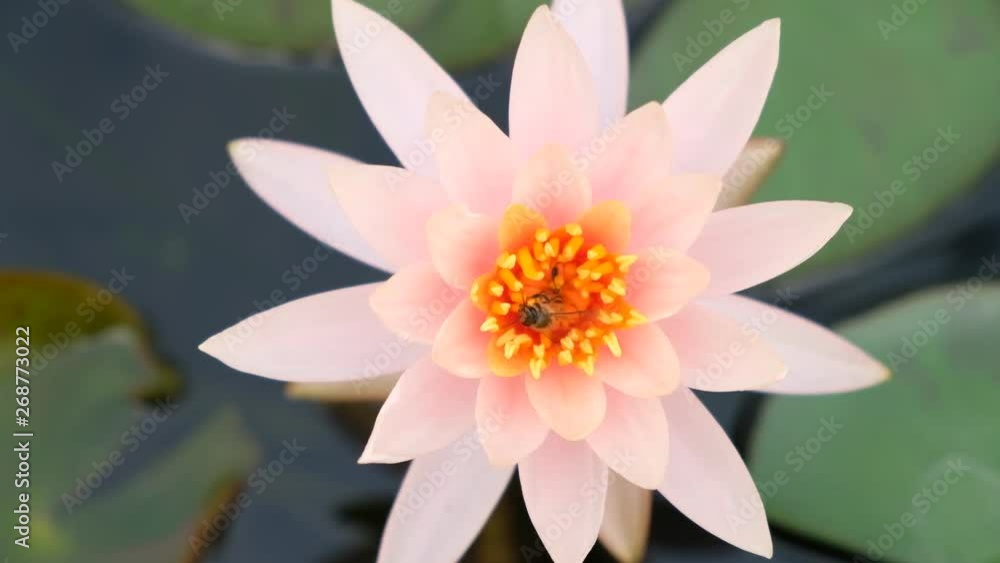 Bee sucking nectar from the lotus flower. Bee sucking nectar from the lotus flower.