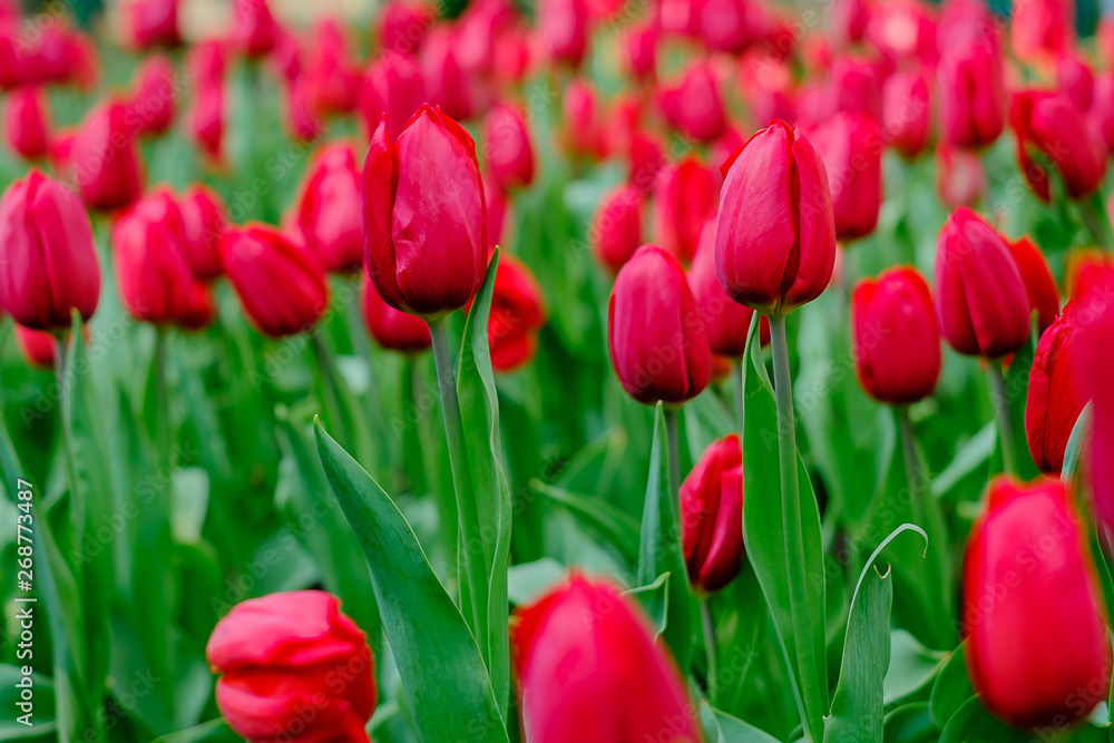 beautiful red tulips blooming in the garden for natural background and wallpaper, spring season beautiful red tulips blooming in the garden for natural background and wallpaper, spring season