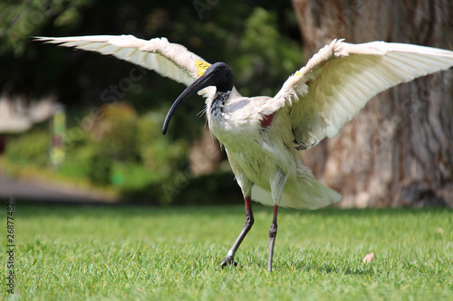 Photography ibis in a park in sydney (australia)
