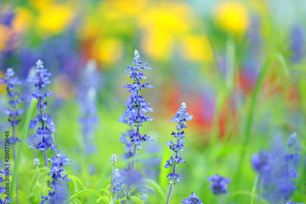 Fototapeta premium サルビア サルビアの花 サルビアの草花