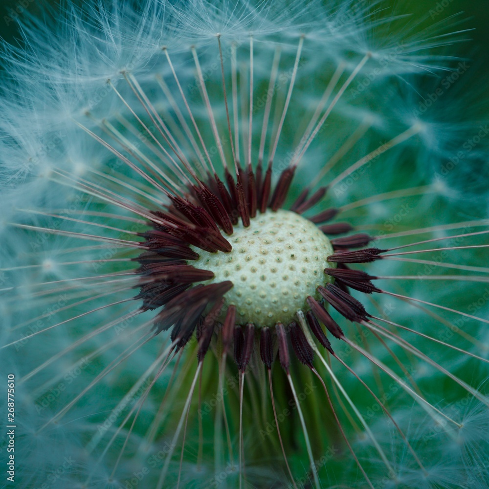 dandelion flower plant in the garden in summer, dandelion flowers in the nature